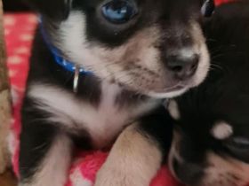 Chihuahua Welpen