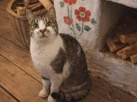 Sanfte, liebenswerte Schnuppi sucht Zuhause