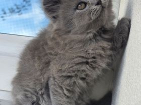 Zucker süße reinrassige kitten  zum Reservieren