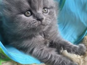 Zucker süße reinrassige kitten  zum Reservieren