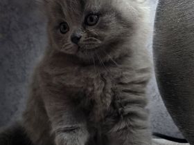 Zucker süße reinrassige kitten  zum Reservieren