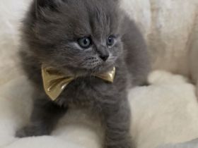 Zucker süße reinrassige kitten  zum Reservieren