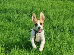 Cody, kleine Flitzpiepe ohne Durchblick