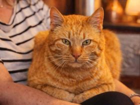 Liebenswerter roter Tiger Spirit sucht seine Menschen