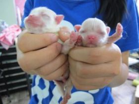 Malteser Welpen