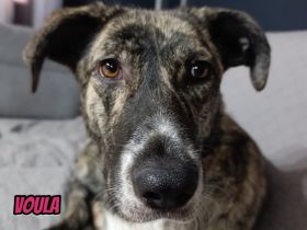 Voula, 10/25 - sanfte Seele sucht ihre Menschen