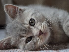 BKH Kitten blue shaded/smoke Bimetallic