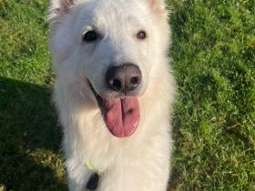 Butler, Schweizer weißer Schäferhund, geb. 2022, sensibel und sehr menschenbezogen