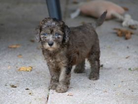 Aussiedoodle - Es ist soweit...unsere bezaubernden Mäuse (Mini/Mediumgröße) sind langsam flügge. :=)