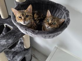 Bengal