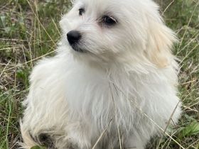 Maltipom Pomeranian Malteser Mix Welpen