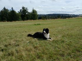 Australian Shepherd Rüde
