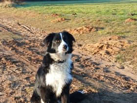 Dauerpflegestelle für Australian Shepherd gesucht
