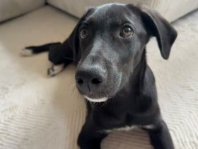Zuhause gesucht für Almo