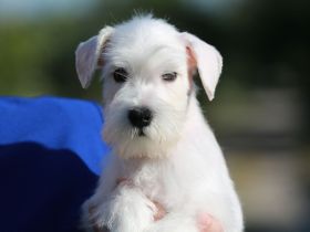 Weiß Zwergschnauzer - Rüden