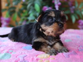 Australian Silky Terrier KfT/VDH/FCI