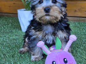 Australian Silky Terrier KfT/VDH/FCI