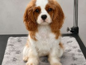 Cavalier King Charles Spaniel Hündin