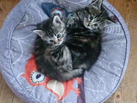 Maine coon BKH Edelmix