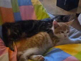 Maine coon BKH Edelmix