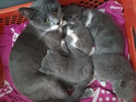 BKH Mix grau weiß