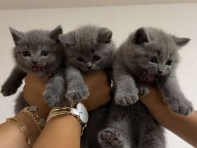BKH Kitten