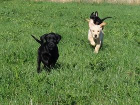 Golden Retriever * Labrador Retriever Welpen zu verkaufen