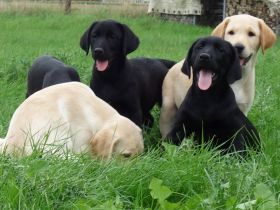 Golden Retriever * Labrador Retriever Welpen zu verkaufen