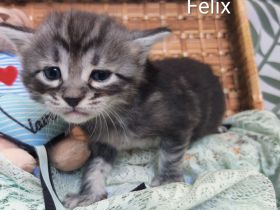 Goldige Cashmere Bengal x Mainecoon Kitten