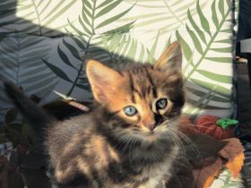 Goldige Cashmere Bengal x Mainecoon Kitten