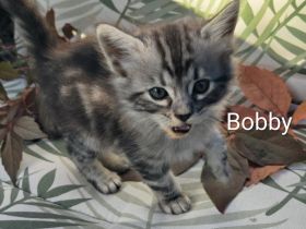 Goldige Cashmere Bengal x Mainecoon Kitten