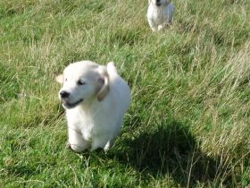 Golden Retriever Welpen sehr kinderlieb u. verspielt zu verkaufen