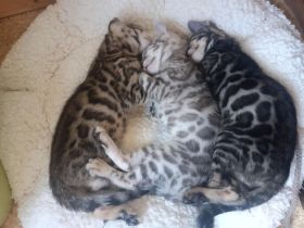 Bengal Kitten reinrassig mit Stammbaum