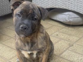 Mischlingswelpe (Shiba Inu × Old English Bulldog) sucht neues Zuhause