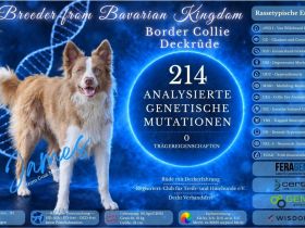 Border Collie Deckrüde James