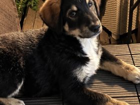 🐾 Wunderschöner Berner Sennenhund sucht liebevolles Zuhause 🐾