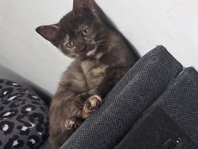 BKH Kitten suchen liebevolles Zuhause