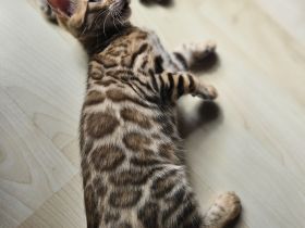 Zwei wunderschöne Bengal-Kätzchen suchen ein liebevolles Zuhause 🐾