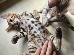 Zwei wunderschöne Bengal-Kätzchen suchen ein liebevolles Zuhause 🐾
