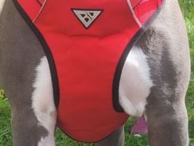 American bully Hündin 7 monate alt sucht ein neues Zuhause