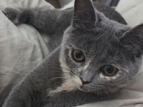 Bkh Kitten
