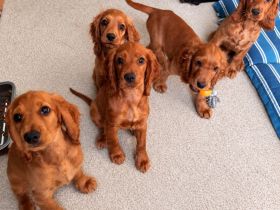 Cocker Spaniel