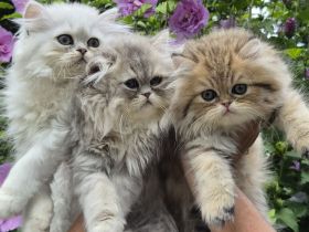 Perserbabys,geimpft,gechipt,Pkd negativ,m.stammbaum