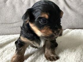 Mini Biewer Yorkshire Welpen