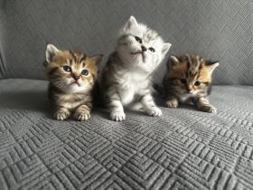 Kitten BKH