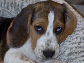 Reinrassiger Beagle-Rüde (5 Monate) sucht liebevolles Zuhause