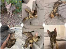 Simba, eine ganz besondere Katze sucht ihr Für-immer-Zuhause