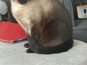 Ein liebevoller Kater sucht ein Zuhause.