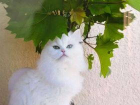 Zwei liebevolle Kater suchen ein Zuhause.