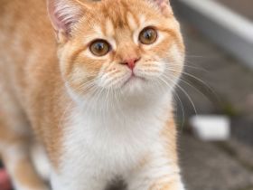Charmanter Kater im Garfield Look        BKH roter Kater red-white, orange blue lilac